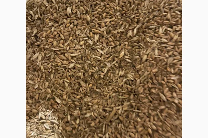 Куплю зерноотходы. Продать зерноотходы. Закупка зерноотходов- фото № 1