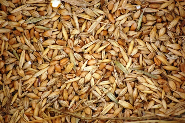 Постійно купуємо зерновідходи с/г культур- фото № 1