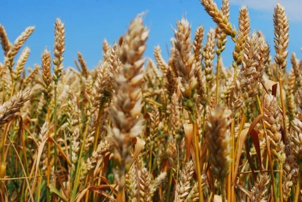 Купуємо на постійній основі некондиційне зерно- фото № 1