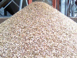 Постійно купуємо зерновідходи- фото № 1