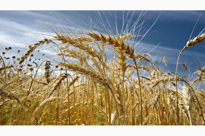 Куплю зерновідходи- фото № 1