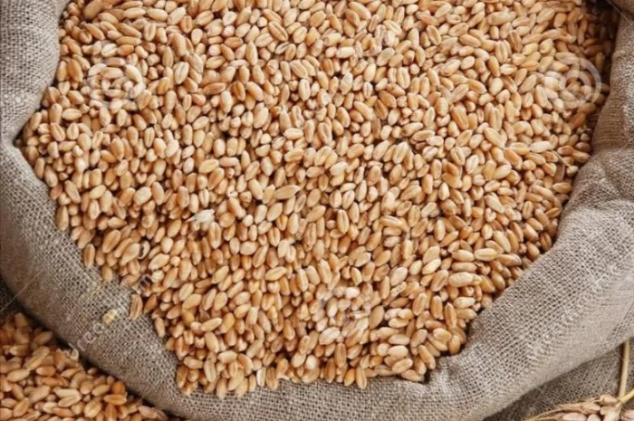 Купуємо некондиційне зерно та прострочений посівмат- фото № 1