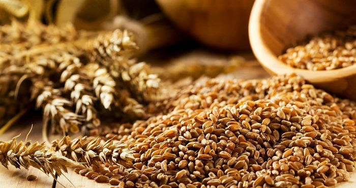 Продажа зерновых и масличных культур- фото № 1