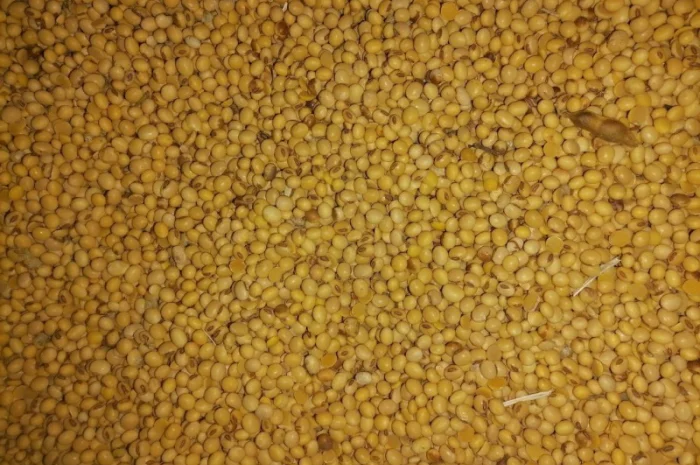 Зерно: соя, кукурудза, ячмінь куплю- фото № 1