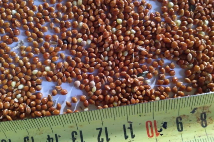 Просо, льон- фото № 1