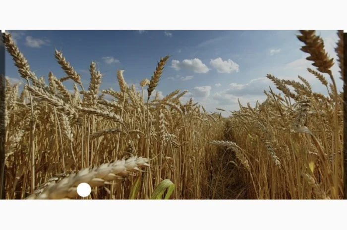 Куплю зерно- фото № 1