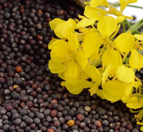 Купуємо кукурудзу сою ріпак соняшник- фото № 1