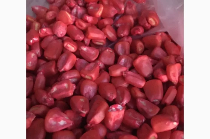 Продам посівну кукурудзу та соняшник- фото № 6