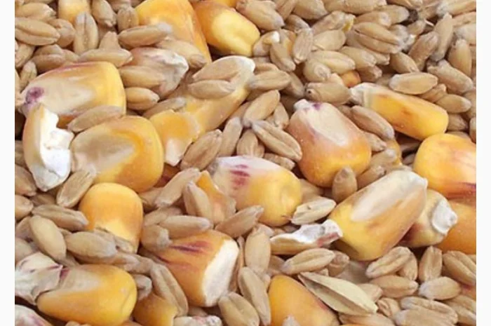 Зерновые отходы- фото № 1