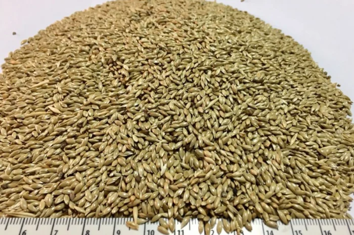 Канареечник канарник канаркове просо- фото № 1