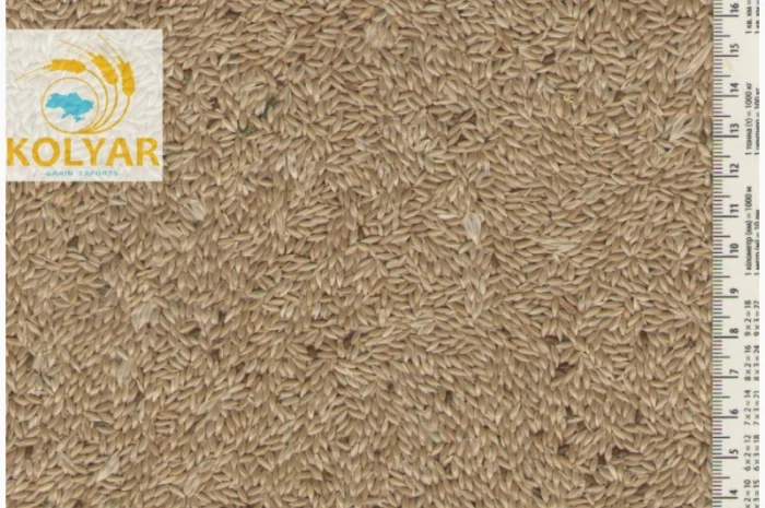 Купуємо канаркове просо, просо ж/ч, люпин, вику, ол. редьку, розторопшу- фото № 1