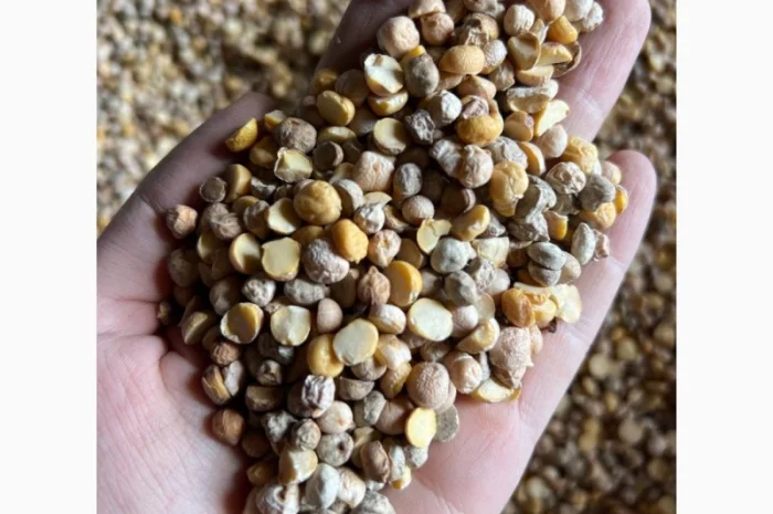 Кукурудза горох соя нут зернові відходи від 20 тон- фото № 2