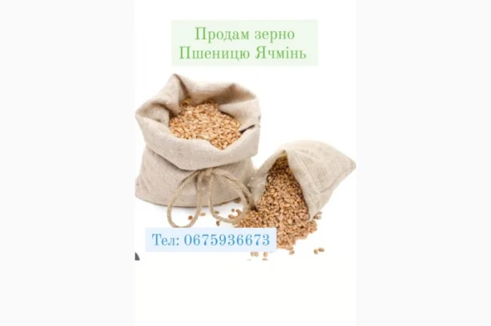 Продам Гречку Пшеницю Ячмінь та Овес- фото № 2