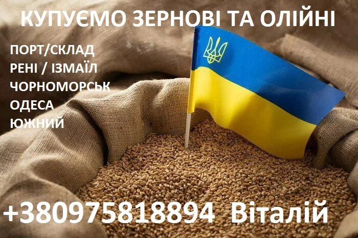 Закуповуємо зернові та олійні культури- фото № 1
