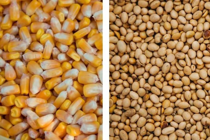 Закуповуємо кукурудзу, сою- фото № 1