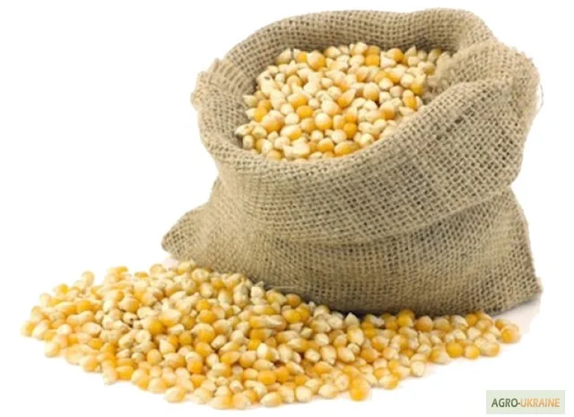 Куплю ЗЕРНОВЫЕ: пшеницу, кукурузу и др- фото № 1