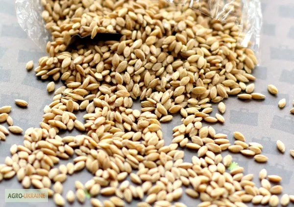 Предприятие закупает ЗЕРНОВЫЕ культуры любого качества большими объемами- фото № 1