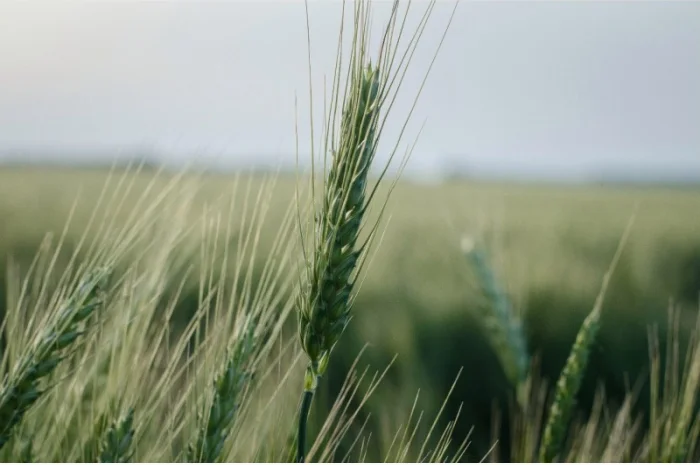 Урожай 2020 ЗЕРНОВЫХ культур любого качества (ЗАКУПАЕМ!)- фото № 1