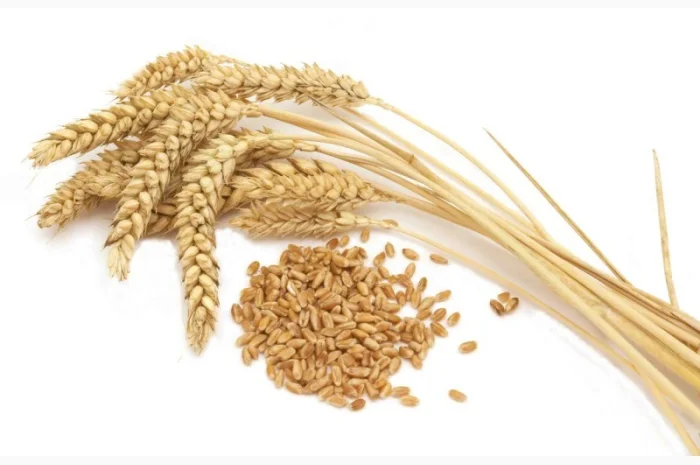 Оптом ЗАКУПАЕМ зерновые- фото № 1