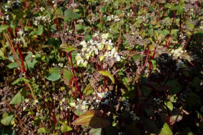 Гречка, пшениця, просо, овес, горох, соя- фото № 1