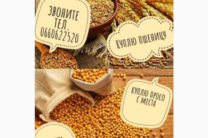 Купуемо ПРОСО / ПШЕНИЦЮ дорого з місця по всій Україні- фото № 1