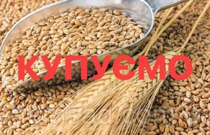Закуповуємо некондиційну пшеницю та кукурудзу. Пророслу, сажкову, зіпсовану із запахом- фото № 1