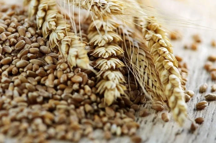 Куплю фуражну пшеницю і ярий ячмінь- фото № 1