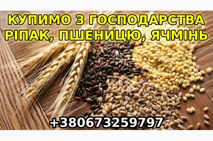Купим с дорого с места ячмень, рапс, пшеницу- фото № 1
