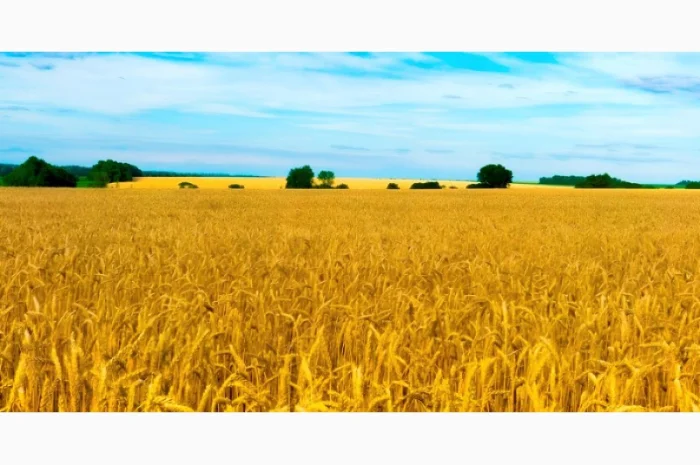 Терміново КУПЛЮ Фураж, сою, ріпак- фото № 1