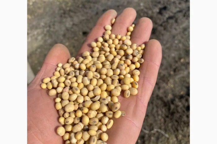 Куплю рипк сою соняшник горох кукурузу пшеницю ячминь- фото № 1