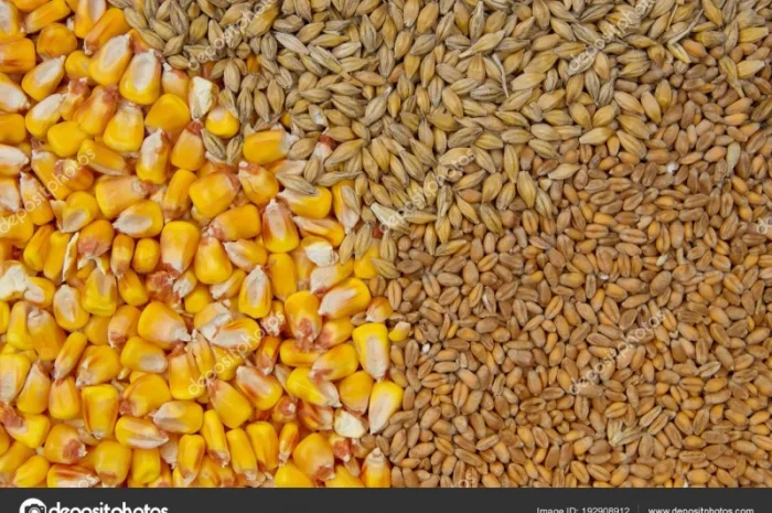 Куплю кукурудзу, пшеницю, ячмінь фураж самовивоз і з доставкою машинними нормами постійно- фото № 1