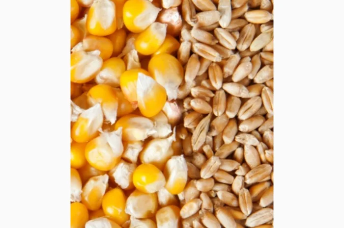 Куплю пшеницу, кукурудзу- фото № 1