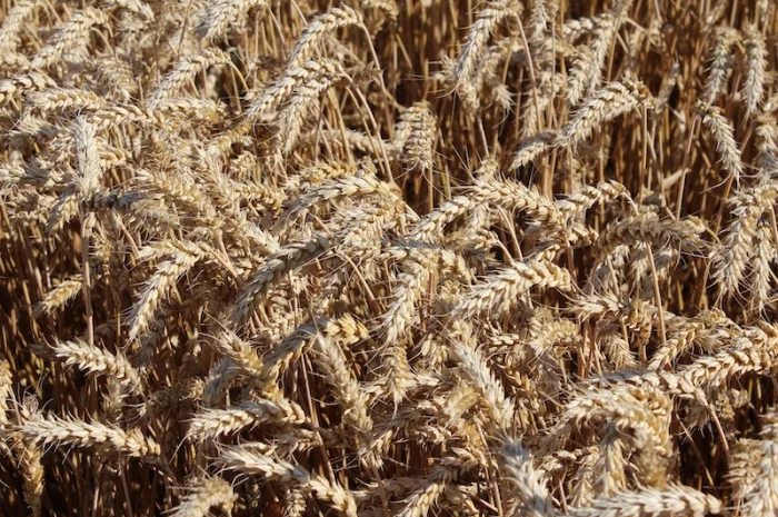 Закуповуємо пшеницю, ріпак, соняшник- фото № 1