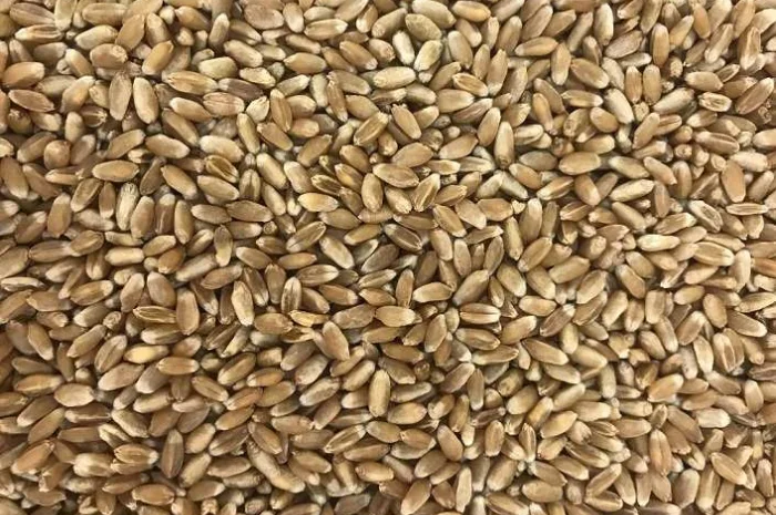 Куплю пшеницю, ріпак, соняшник- фото № 1