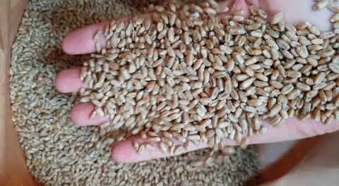 Продаємо насіння Озимоі Пшениці і Ячменю- фото № 1