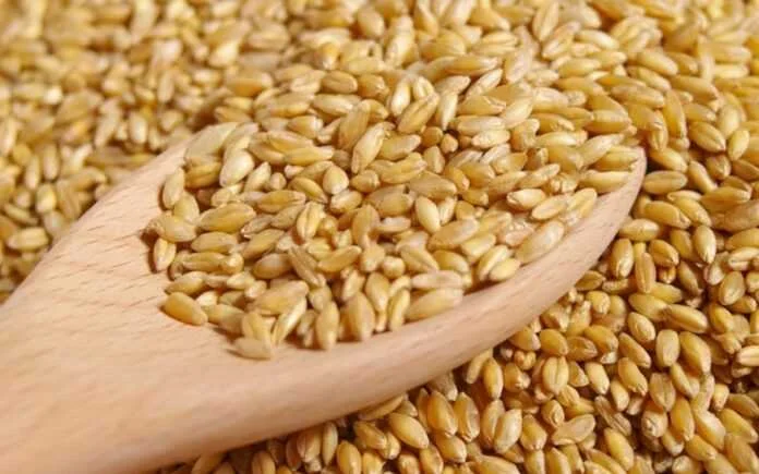 Куплю фуражну та продовольчу пшеницю- фото № 1