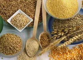 Закуповуємо зернові, бобові та олійні культури- фото № 1