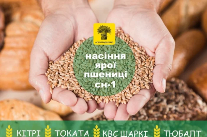 Продаж насіння ярого ячменю та пшениці- фото № 1