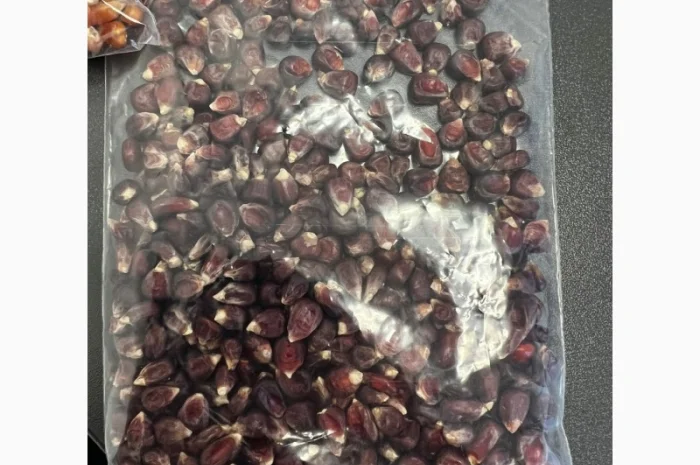 Куплю кукурудзу коричневу, соняшник смугастий- фото № 1