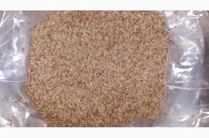 Продам кмин- фото № 1