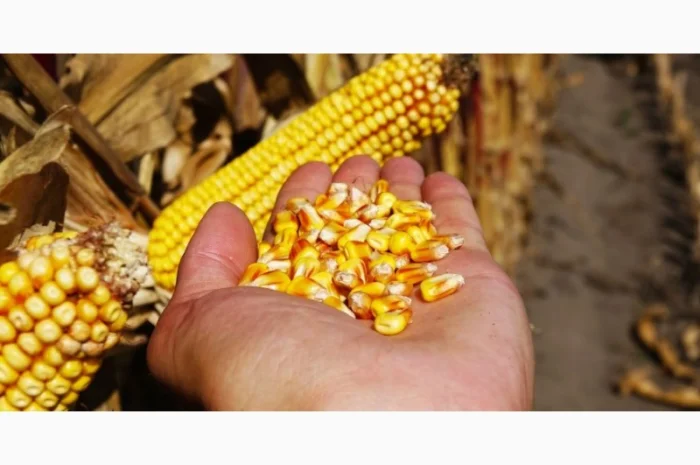 Закуповуємо зернові- фото № 1