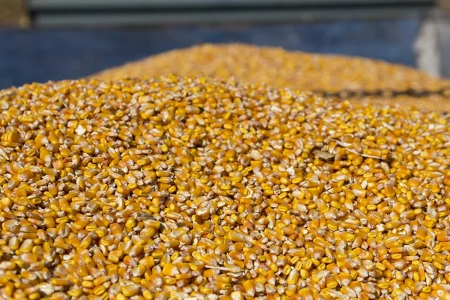 Постійно закуповуємо зерновідходи та некондицію- фото № 1