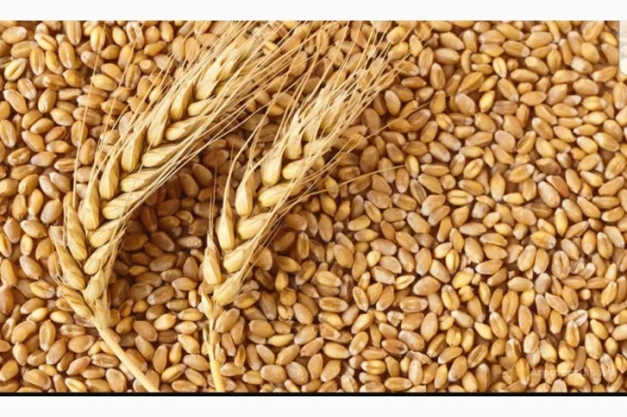 Куплю зерно пшениці, ячміня, просо, кукурудзи, гороха- фото № 1