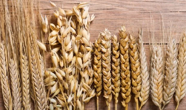 Купуємо відходи с.г. культур. Працюємо з посередниками- фото № 1