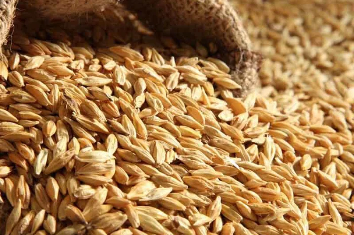 Куплю зерно разных культур- фото № 1