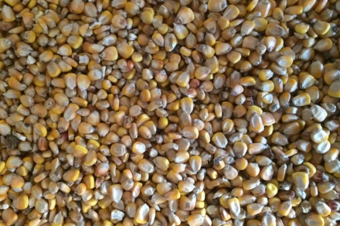 Кукурузу не классную, некондиционную, отходы 1 категории- фото № 1