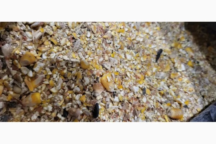 Купуємо некондиційну кукурудзу- фото № 1