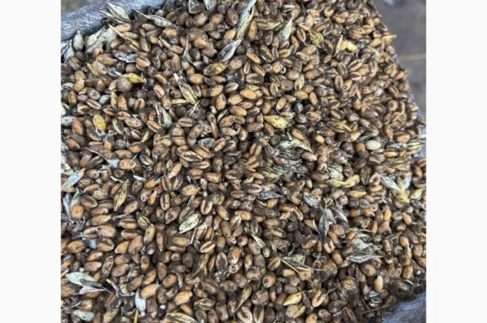 Купуємо некондиційну кукурудзу- фото № 2