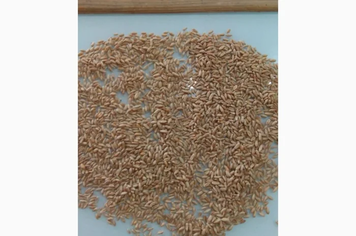 Купуємо некондиційну кукурудзу- фото № 3