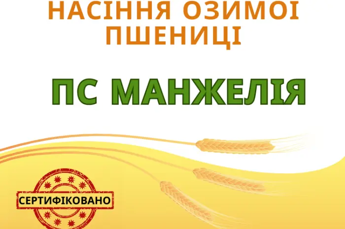 Озимая пшеница с высоким урожаем- фото № 1